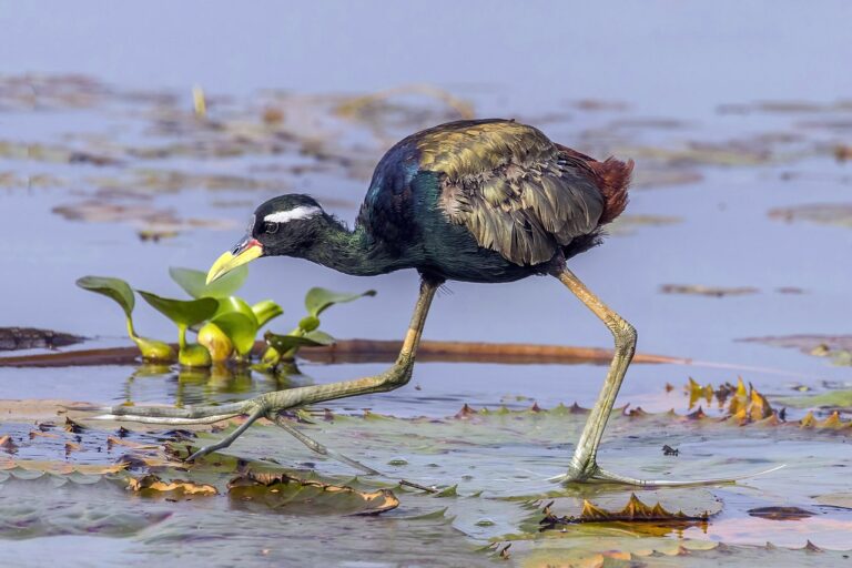 A bronze-winged jacana in Vembanad lake. Estimates say the lake is home to some 20,000 water fowls, otters and various varieties of fish. Image by Charles J. Sharp via Wikimedia Commons (CC BY-SA 4.0).