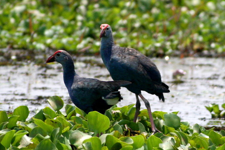 A pair of purple swamphens amidst proliferating weeds that are choking the aquatic ecosystem of India's longest lake. Image by Kaippally via Wikimedia Commons (CC BY-SA 3.0).