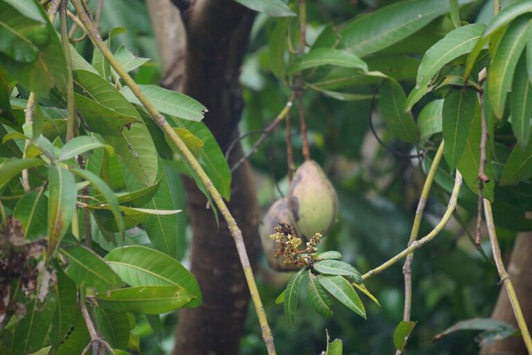 The partly infected flowers of a mango tree. During the last decade, trees like mango and jackfruit have been tracking temperature and precipitation patterns — flowering during warm, dry periods and fruiting when it is wetter. Image by Raudhran via Wikimedia Commons (CC BY 4.0).
