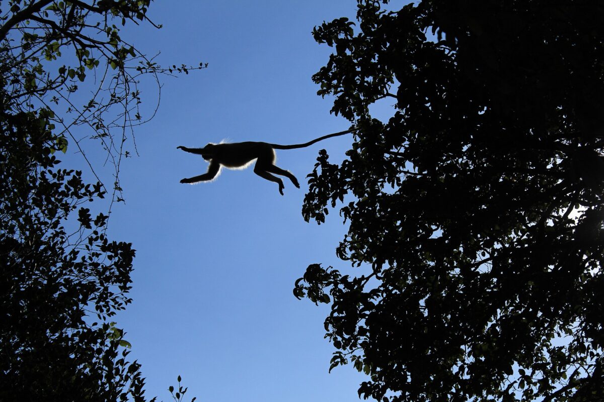 A Hanuman langur leaps over tree tops in Nagarahole Tiger Reserve, Karnataka. Image by Nikhil More via Wikimedia Commons (CC BY-SA 4.0).