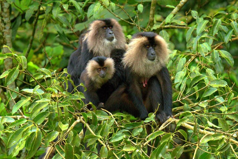Lion-tailed macaques. Singh has observed this species in its natural habitat, and notes that environmental conditions and food availability influence their ecology — in the wild, they begin reproducing at five to six years of age, but in captivity with better nutrition, they may reproduce at three-and-a-half to four years of age. Image by N.A. Nazeer via Wikimedia Commons (CC BY-SA 2.5).
