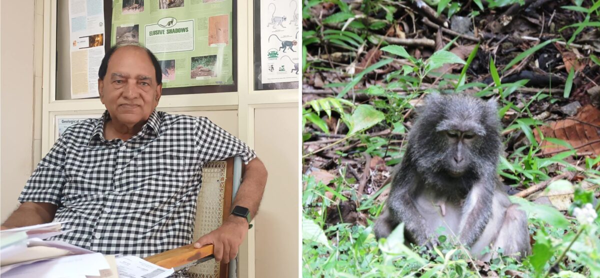 Mewa Singh is a professor of ecology and animal behaviour at the University of Mysore, and has been studying the behaviour of primates like the Nicobar long-tailed macaque (right) for over 50 years. Image of Mewa Singh by Arathi Menon. Image of macaque by Prasun Goswami via Wikimedia Commons (CC BY-SA 4.0).