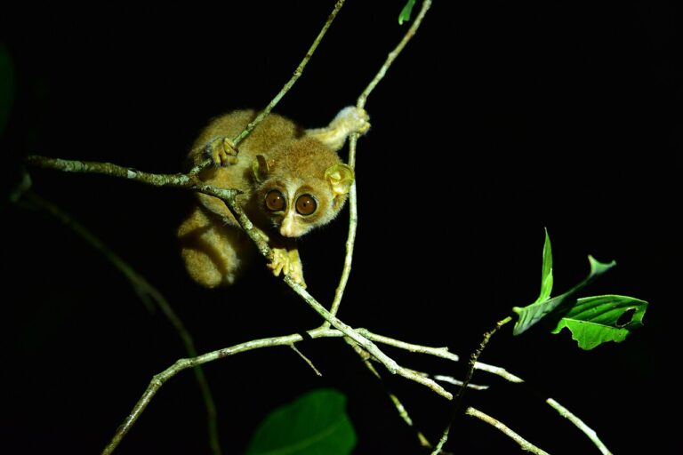 A grey slender loris (Loris lydekkerianus). Aside from primates, Singh has also focused his work on species like the slender loris. Image by Renjith Jacob Mathews via Wikimedia Commons (CC BY 4.0).