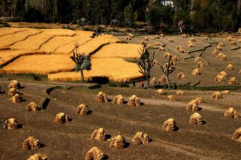 A view of paddy fields during harvest in Srinagar. Image by Bilal Bahadur.