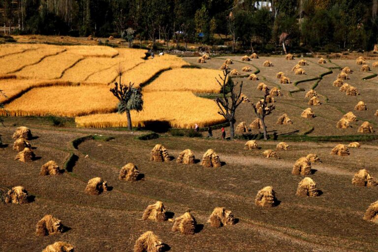 A view of paddy fields during harvest in Srinagar. Image by Bilal Bahadur.