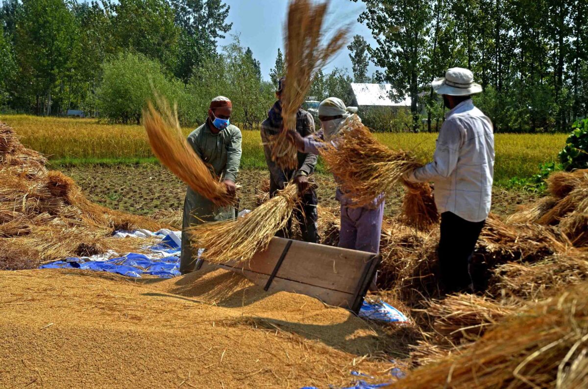 Farmers thrash harvested paddy in a field on the outskirts of Srinagar. Crop residue serve as crucial fodder when livestock cannot graze. Image by Bilal Bahadur.