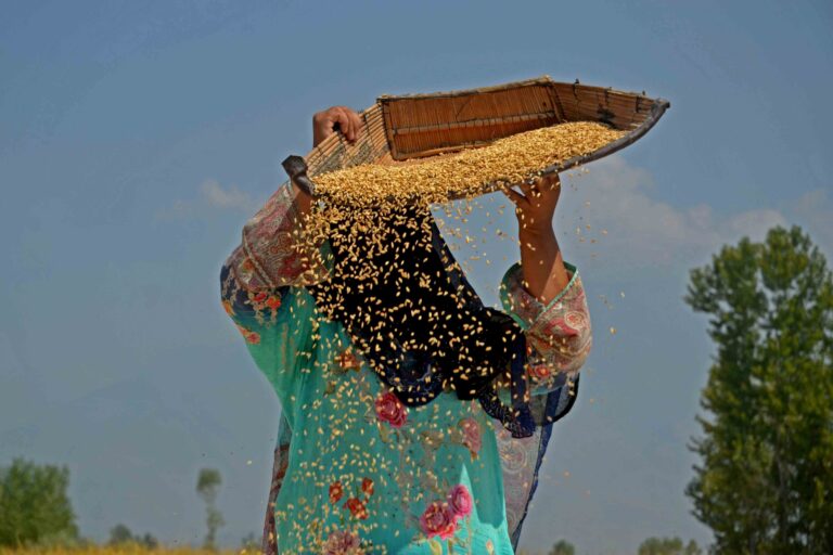 A farmer cleans the paddy grains on the outskirts of Srinagar. Image by Bilal Bahadur.