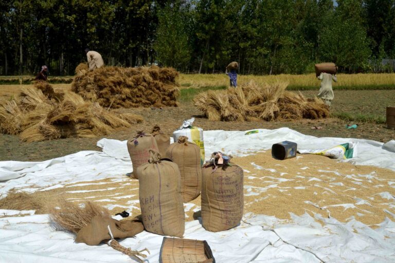 Farmers pack hay, which has emerged as crop residue from paddy. Image by Bilal Bahadur.