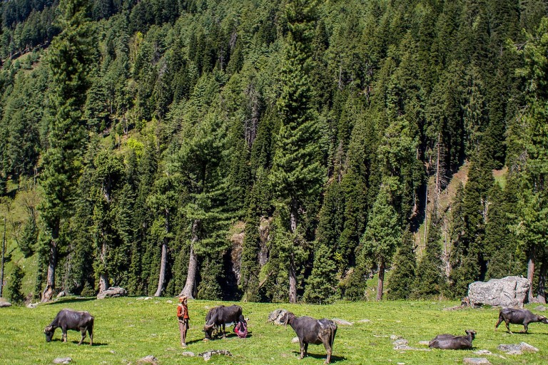 A livestock farmer in Lidder valley. Across the Northwestern Himalayas, livestock farmers are grappling with a severe fodder shortage, driven by shrinking or degrading grazing lands and climate change, among other factors. Image by Mike Prince via Wikimedia Commons (CC BY 2.0).