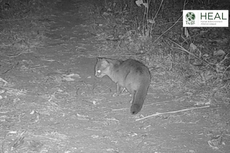 A rusty spotted cat caught on camera trap for the first time earlier this year in Purulia, West Bengal — making it ninth in the list of wild cat species found in the state. Image courtesy of Human and Environment Alliance League.