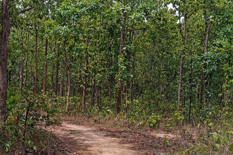 Sal trees in Purulia district. The forests where the rusty spotted cat was sighted fall within the Chotanagpur Plateau ecoregion. Image by Xzantiyamoloy via Wikimedia Commons (CC BY-SA 4.0).