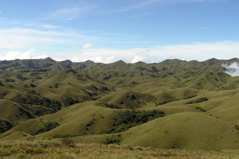 Grasslands interspersed with pockets of montane shola forests in the Nilgiris, Tamil Nadu. Image by Anand Osuri via Wikimedia Commons (CC BY-SA 4.0).