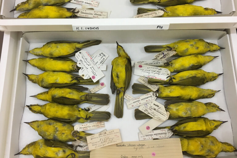 Yellow-browed bulbul specimens collected from the Nilgiri hills in the 1800s at the Natural History Museum at Tring, England. Image by Vijay Ramesh.