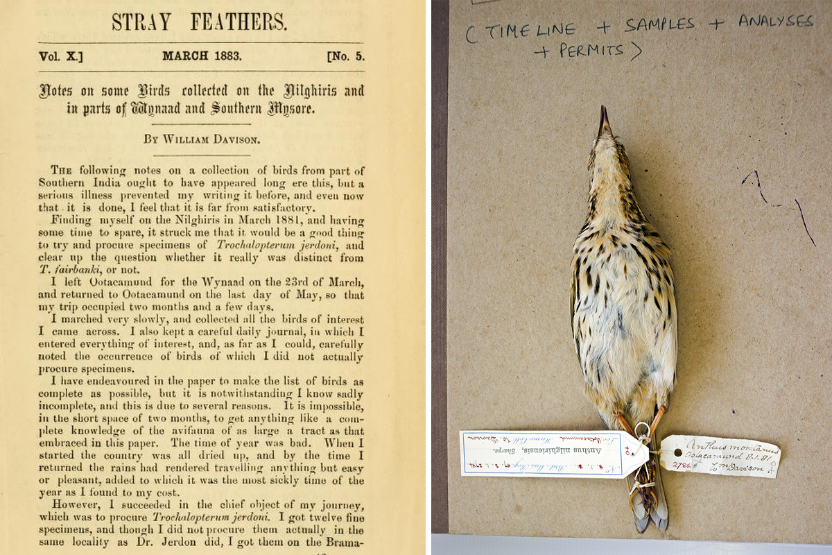 (L) An 1883 article by William Davison in Stray Feathers, a journal on India ornithology, about his 1881 expedition to collect bird specimens in the Nilgiri hills. This note led Vijay to look for William Davison's specimens. Image by Biodiversity Heritage Library. (R) A Nilgiri pipit at the Natural History Museum at Tring collected from Ootacamund (Ooty) during the first systematic ornithological survey in the Nilgiri hills by William Davison. Image by Vijay Ramesh.