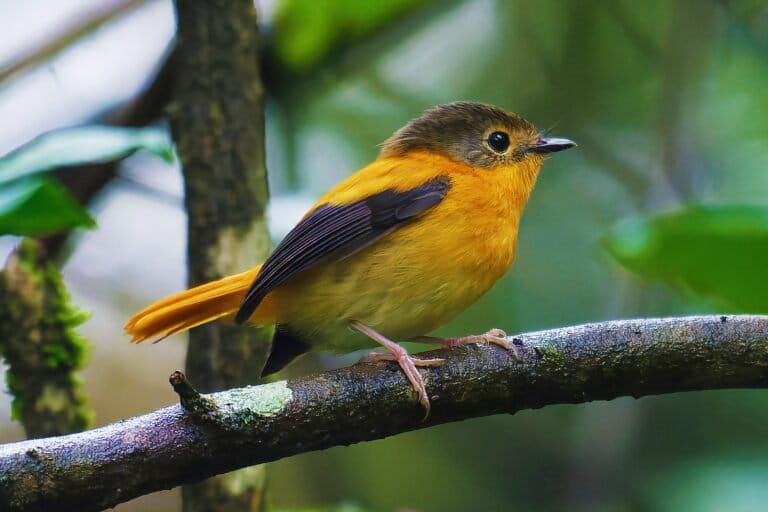 The black and orange flycatcher's relative abundance has been stable compared to the 19th century in the Nilgiri hills. The forest specialist now also uses timber plantations in the Nilgiris as an extension of natural forests. Image by Shiv's fotografia via Wikimedia Commons (CC BY 4.0).