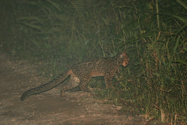 The marbled cat, classified as near threatened in the IUCN Red List, receives protection under Schedule I of the Wild Life Protection Act, 1972. It is a small semi-arboreal cat that is similar in size to a large domestic cat, though with a longer, bushy tail. Representative image by James Eaton via Wikimedia Commons (CC0 1.0).