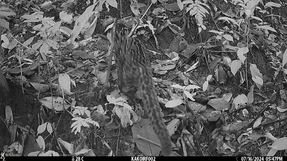 In a groundbreaking finding, the first photograph of the marbled cat (Pardofelis marmorata) was recorded on camera traps in Kakoi Reserve Forest in North Lakhimpur district, Assam, in July 2024. Image by Abhijit Konwar.