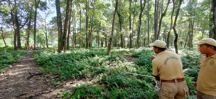 Forest plot assessment in progress to record tree girth, height, and canopy density for REDD+ project baseline data in Manas Tiger Reserve. Image courtesy of TERI