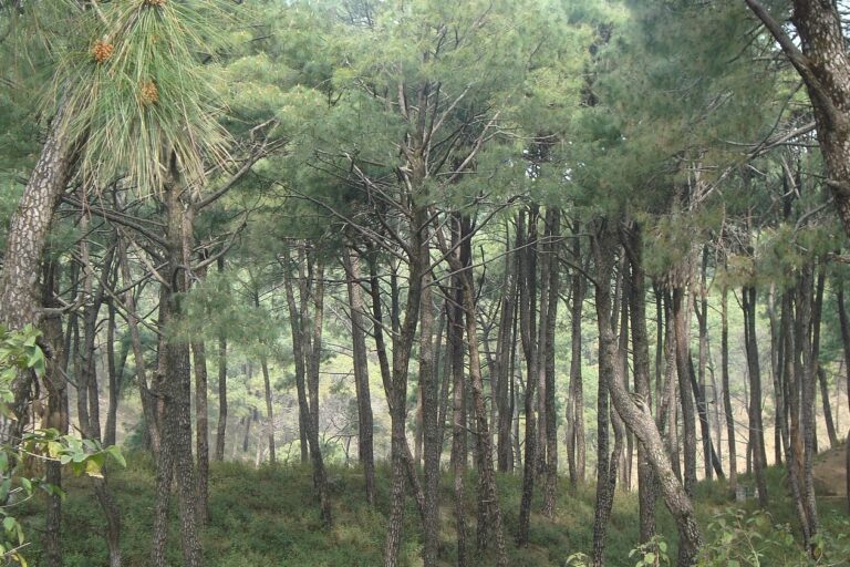 Pine trees in Dharamshala. A new study finds that fallen pine needles, which are high in carbon, could become fuel and replace 4.7 million tonnes of coal. This research could be relevant to Jammu and Kashmir, Uttarakhand, Himachal Pradesh, and Northeast India. Image by Vssun via Wikimedia Commons (CC BY-SA 3.0).
