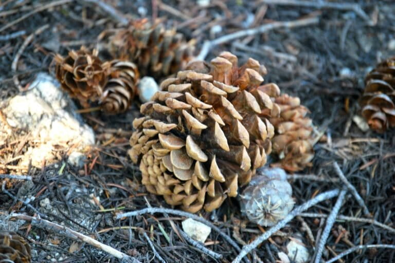 Fallen pine needles are a fire hazard in the Himalayas. The findings of this study could help create jobs, reduce forest fires, and reduce dependence on coal in power plants. Image by Toni Tisdale via Unsplash (CC0 1.0).