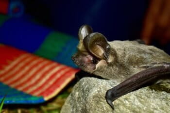 The East Asian free-tailed bat (Tadarida insignia) was recently recorded for the first time in India. Image by Rohit Chakravarty.