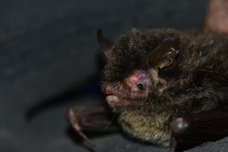 The Himalayan long-tailed myotis (Myotis himalaicus) is a newly described bat species from Uttarakhand, with a tail almost as long as its body. The photographer (and bat researcher) caught this bat first in 2016, but did not suspect that it was a new species at the time. Image by Rohit Chakravarty.