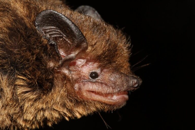 Genetic examinations helped the research team delineate the Babu’s Pipistrelle (Pipistrellus babu), pictured here, from the Javan Pipistrelle (Pipistrellus javanicus). The former is a common bat species in the Western Himalayas. Image by Manuel Ruedi and Utam Saikia.