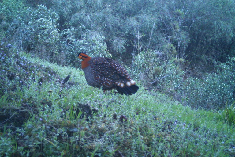 Blyth's tragopan. Image by Satem Longchar.