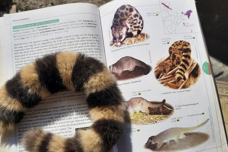 The tail of a spotted lisang. Image by Satem Longchar.