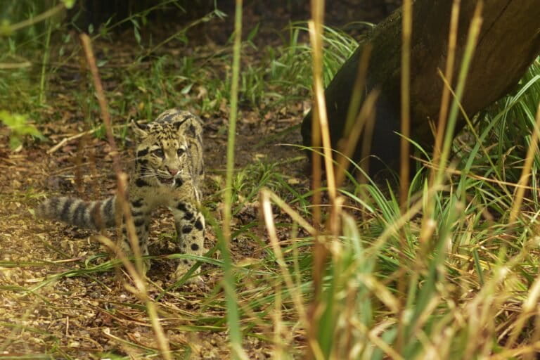 A clouded leopard in Cotswold Wildlife Park in the U.K. Representative image by Richard via Wikimedia Commons (CC BY 2.0).