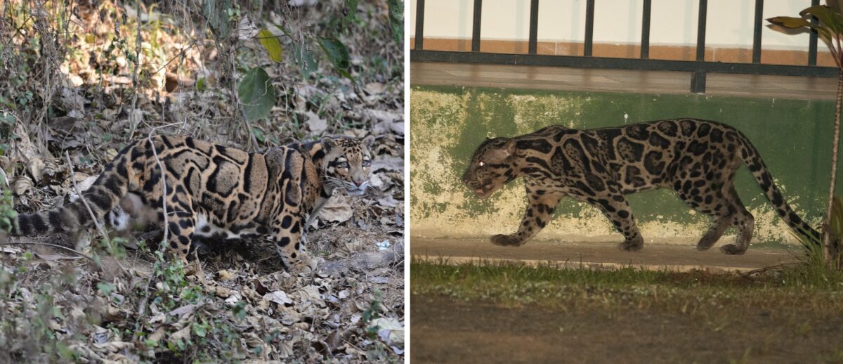 Until 2007, Neofelis nebulosa (left) or the clouded leopard, found in South and Southeast Asia, and Neofelis diardi borneensis (right), the Bornean clouded leopard, were considered to be a singular species. However, research later found they were genetically and morphologically distinct. N. diardi typically exhibits smaller, more densely packed cloud-like markings, darker fur colouration, and a relatively shorter tail. Representative images by Dr. Raju Kasambe (left) via Wikimedia Commons (CC BY-SA 4.0) and Evgeny Shcherbakov via Flickr (CC BY-NC-SA 2.0).