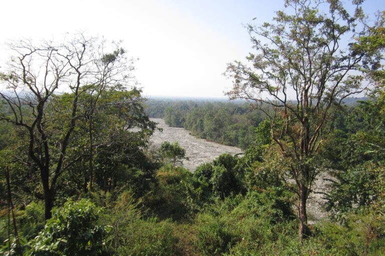 Manas National Park in Assam. The clouded leopard found in northeast India ranges across the Himalayan foothills and Southeast Asia, including protected areas like Manas. However, it is lesser known than other big cats like the tiger, thanks to its limited distribution, small population and secretive behaviour, and is often mistaken for other species. Image via Wikimedia Commons (Public Domain).