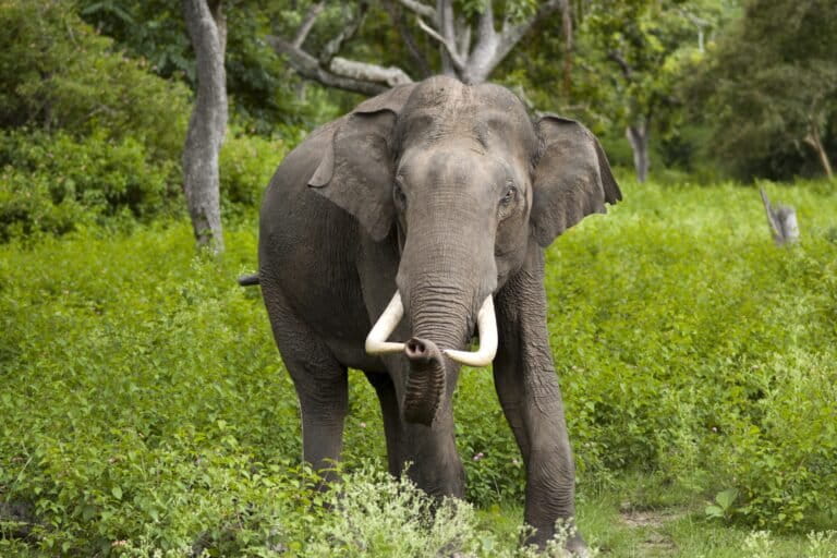 Representative image by Yathin S Krishnappa via Wikimedia Commons (CC BY 3.0).