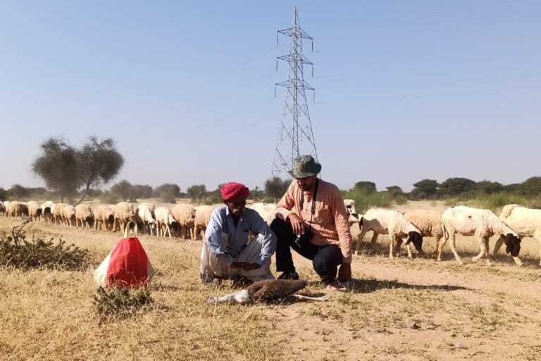 The author and a shepherd observe a dead female Great Indian Bustard in the Thar desert. Image courtesy of ERDS Foundation.