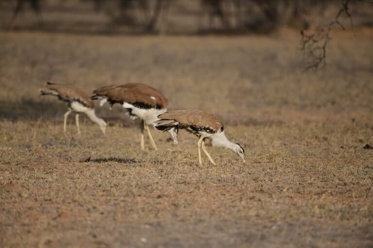 Great Indian Bustards feed on termites in the soil. Image by Late Radheshyam Bishnoi.