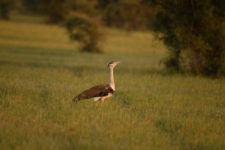The government's Bustard Recovery Programme of emphasises that every range state should contribute to the species’ conservation. However, not only do none offer pristine habitats, some states even de-notified large portions of previously protected areas. Image by Late Radheshyam Bishnoi.