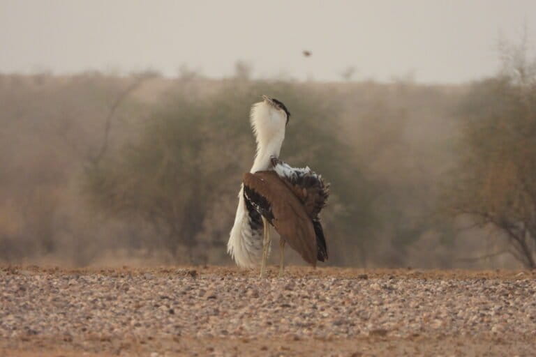 A male GIB performs a courtship display. The bird breeds only in two pockets of the Thar Desert in Jaisalmer. These populations are fragmented by high-tension powerlines, solar farms, and wind turbines. Image by Late Radheshyam Bishnoi.