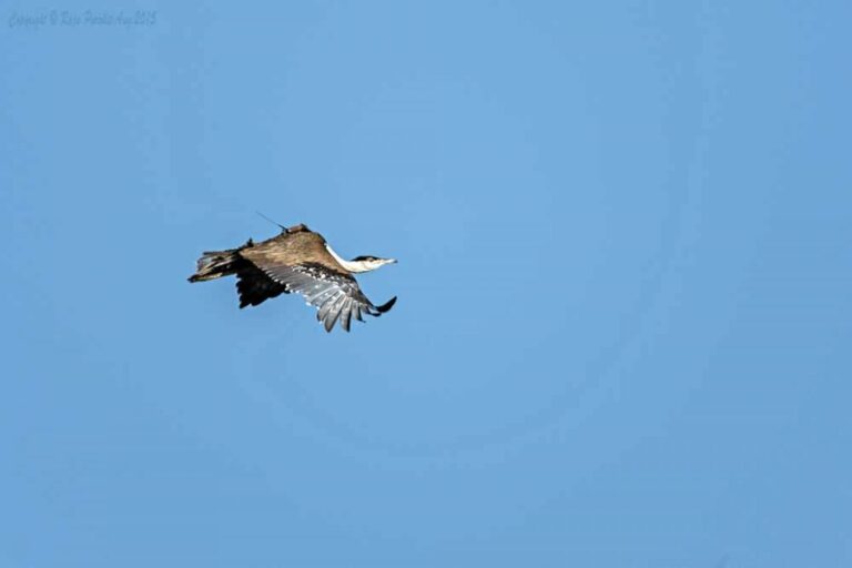 A great Indian bustard with the Solar Argos-GPS platform transmitting terminal. The GIB faces the risk of local extinction in several states including Maharashtra, where a study sought to GIB movements and challenges. In Nannaj Bustard Sanctuary, in April 2015, researchers captured the then-sub-adult male and fitted it with the solar-powered transmitter, recording seven locations daily during peak activity hours (05:30 to 19:30). Image by Raja Purohit.