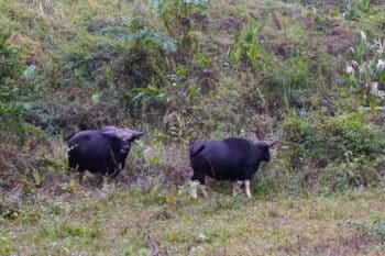 Mithuns in Roing in Lower Dibang Valley, Arunachal Pradesh. Image by Divya Kilikar/Mongabay.