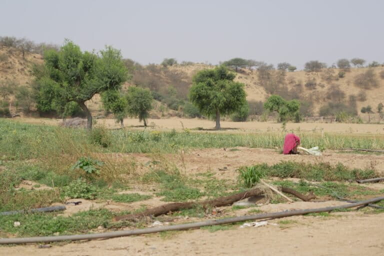 Khejri trees are declining in the Thar desert. Image by Nirmal Verma/Mongabay.