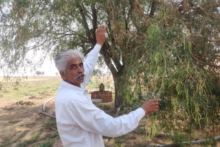 Tiloka Ram Godara shows a khejri tree growing on his field. In many areas of the Thar, the availability of water from canals and tube wells are motivating farmers to cultivate crops twice a year, reducing interest in harvesting sangri. Image by Vishal Kumar Jain/Mongabay.
