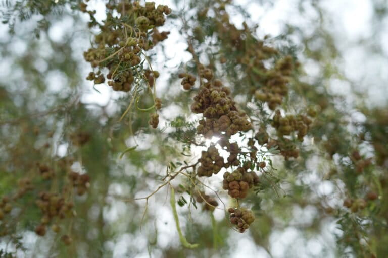 In recent years, farmers have noticed the formation of galls or pests on khejri trees after flowering, which hinder sangri production. Image by Nirmal Verma/Mongabay.