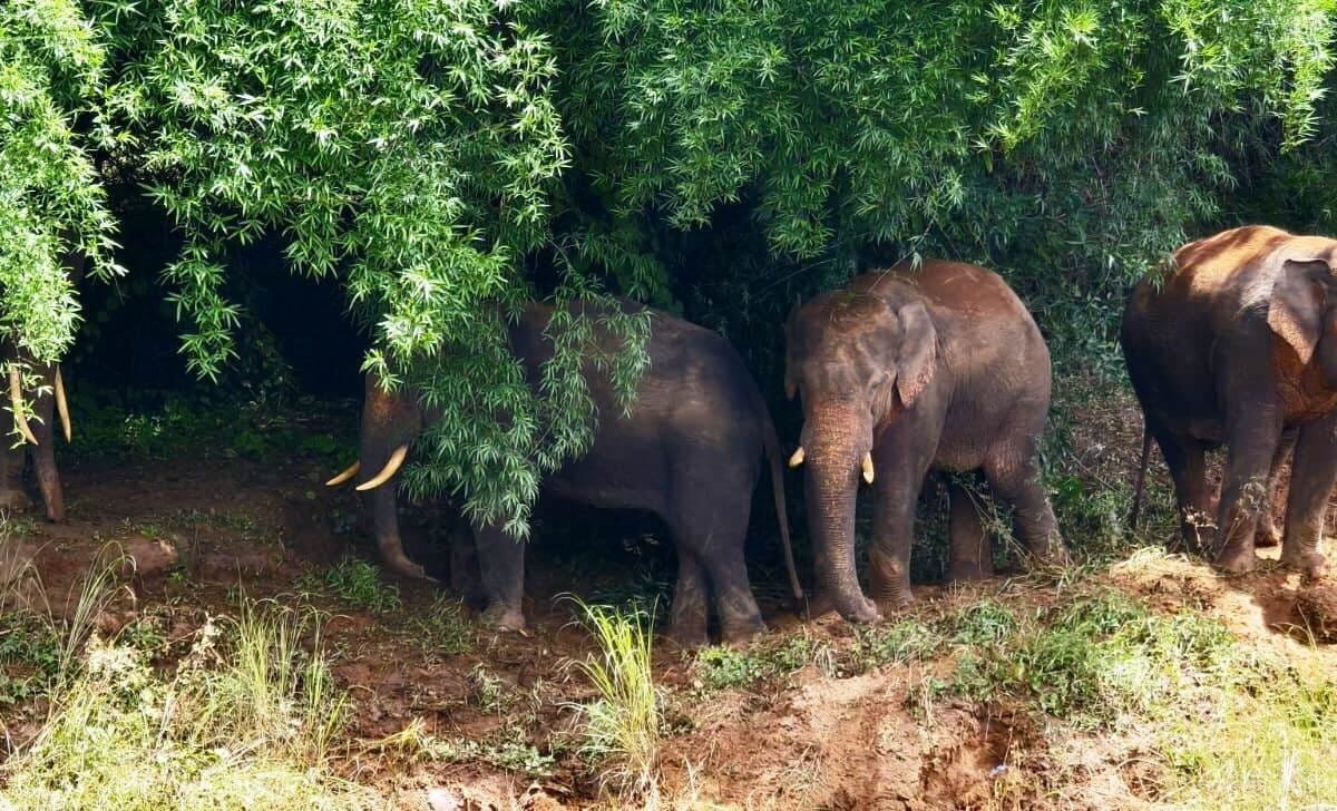 Elephants emerge from the forest in Wayanad. Image by M.K. Ramdas.