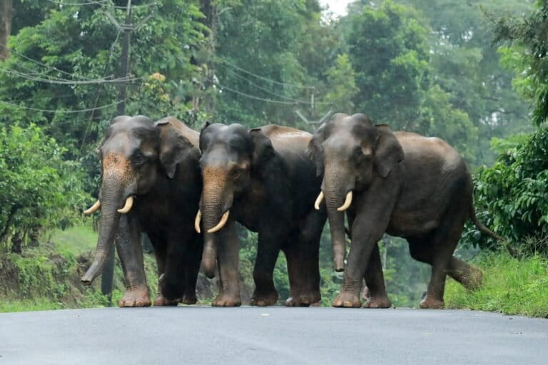 Physical barriers such as elephant-proof trenches and solar-powered electric fences are widely used methods in Kerala to keep large mammals like elephants out of farmland and residential areas. Image by special arrangement.