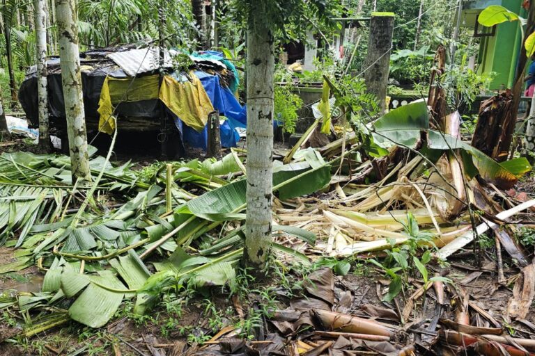 A banana plantation damaged by wildlife. Image by special arrangement.