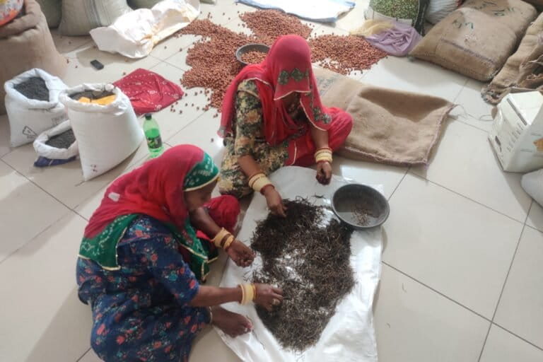 Women sort through harvested sangri beans. Image by Vishal Kumar Jain/Mongabay.