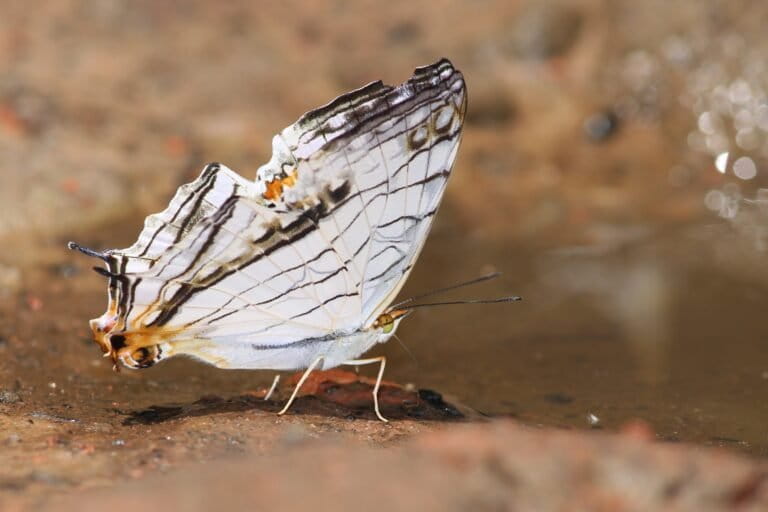 Cyrestis thyodamas. Sarangapani Neog has recorded 280 butterfly species in the Gibbon Wildlife Sanctuary, Assam, and compiled them into a soon-to-be-published book, Butterflies of Gibbon Wildlife Sanctuary. Image by Sarangapani Neog.