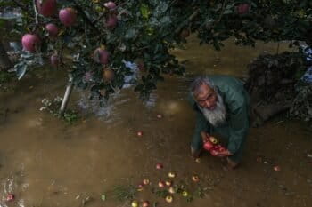 An elderly farmer shows fallen fruit and flood damage in his submerged orchard in Pulwama. Image by Abid Bhat.
