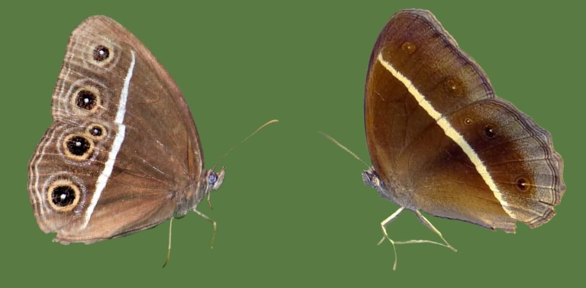 The colouration of Orsotriaena medus differs in the wet season (left), exhibiting conspicuous spots, from that during the dry season (right), when it appears more dull. Images by Sarangapani Neog.