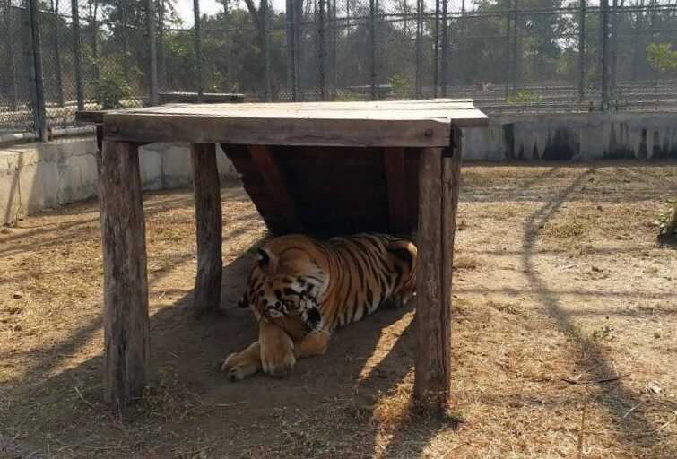 Sahebrao at Gorewada Rescue Centre, where the male tiger lived for 13 years after being injured in a poaching snare. His story illustrates how long-term cases can crowd limited facilities already struggling with space and resources. Image by special arrangement.
